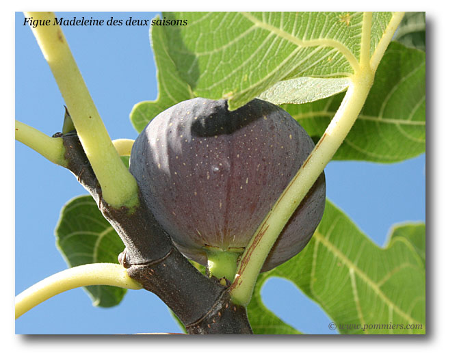 figue madeleine des 2 saisons