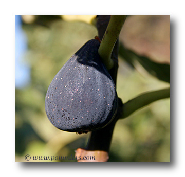 figue madeleine des deux saisons