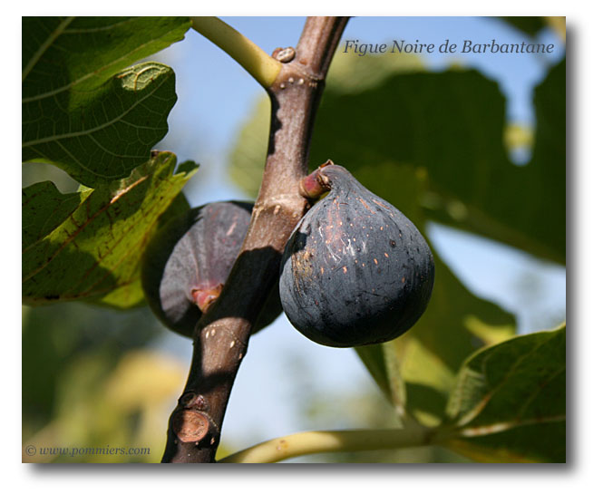 figue noire de barbentane