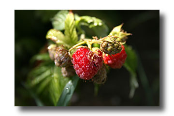 framboise