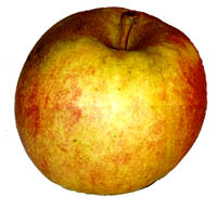 pomme migraine - clich&eacute; e.arbez