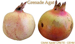 Grenade Agat