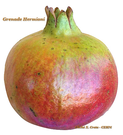 Grenade Hermioni