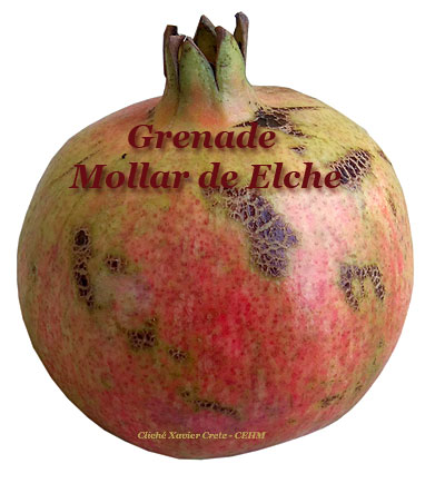 Grenade Mollar de Elche