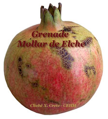 grenade Mollar de Elche