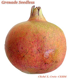 Grenade Seedless