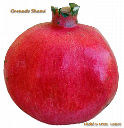 Grenade Shami