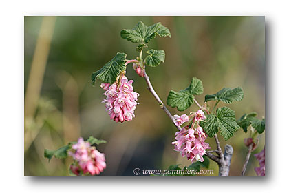 groseiller  fleurs