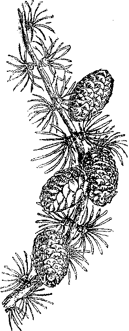 d'apr&egrave;s une gravure de 1876 du cours d'histoire naturelle de MC de Montmahou