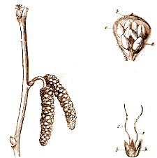 Floraison du noisetier (cours d'histoire naturelle de c. de Montmahou de 1876) - En haut a droite fleur male, en bas a droite fleur femelle