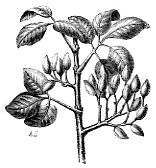 pistachier (cours d'histoire naturelle de c. Montmahou de 1876)