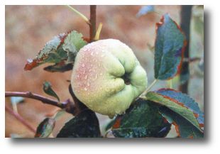 pomme calville blanc - cliché E.Arbez