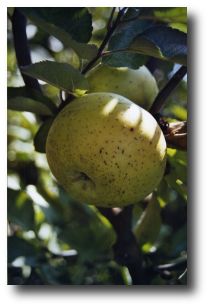 pomme Reinette blanche du Canada - Cliché e.arbez