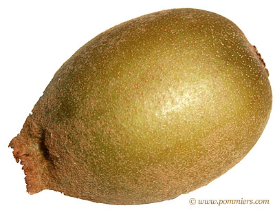 kiwi gold