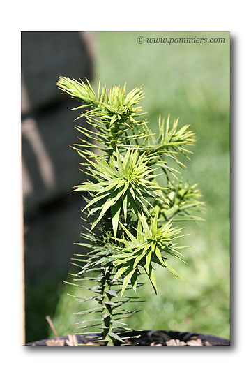 Araucaria Araucana