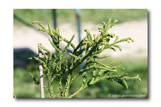 cryptomeria japonica