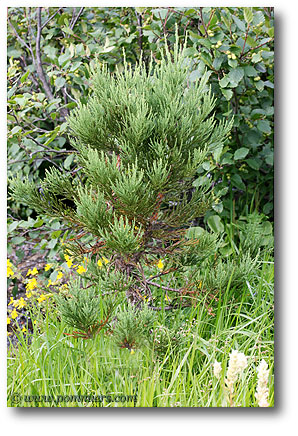 sequoia