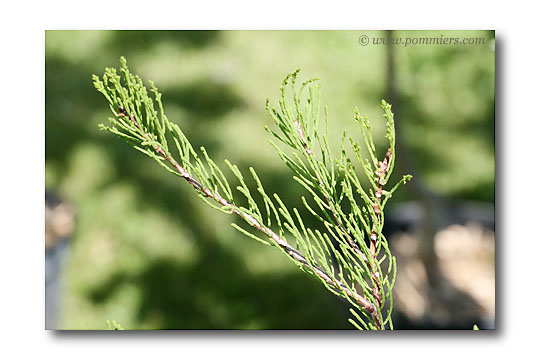 Taxodium distichum nutens