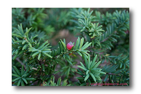 taxus baccata