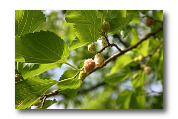 murier blanc feuille et fruit - cliché e.arbez