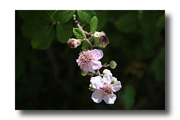 rubus fructicosus - cliché e.arbez