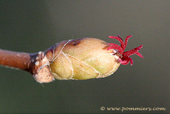 fleur femelle de noisetier