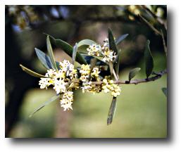 fleurs d'olivier