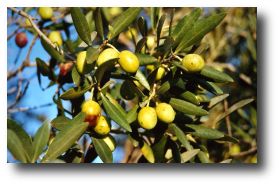 olive et olivier