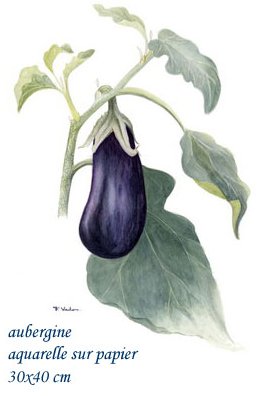 aubergine