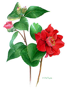 camelia