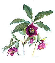 hellebore