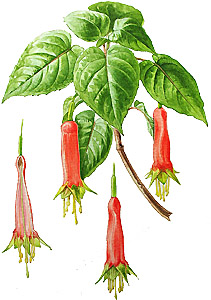 fuschia