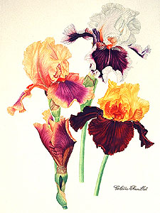 Iris colette thurillet