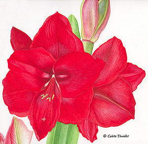 amaryllis colette thurillet