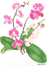 phalaenopsis colette thurillet