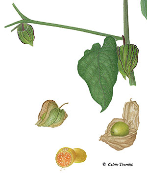 Physalis - colette thurillet