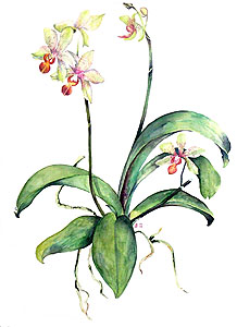 orchidee dessinée par dominique guillon