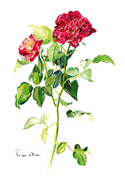 Rose de Florence d'ersu