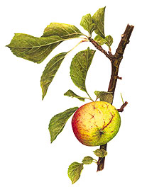 pomme belle josephine - Aquarelle de annie Hovanessian