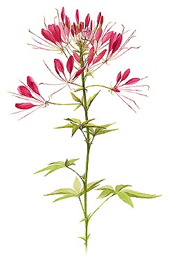 Cleome  - Aquarelle de annie Hovanessian