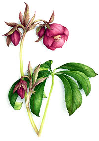 hellebore