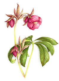 hellebore