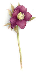 hellebore