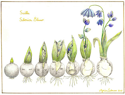 myriam schmaus - scilla siberica