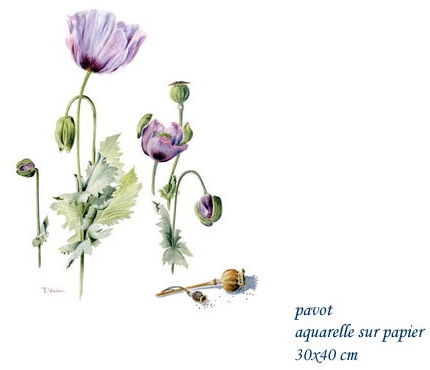 Francoise Piquet-Vadon, fleurs de pavot 