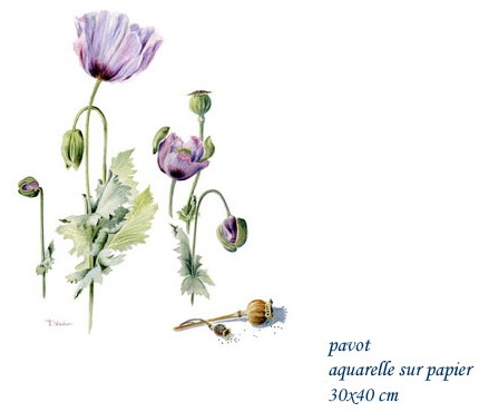 Francoise Piquet-Vadon, fleurs de pavot