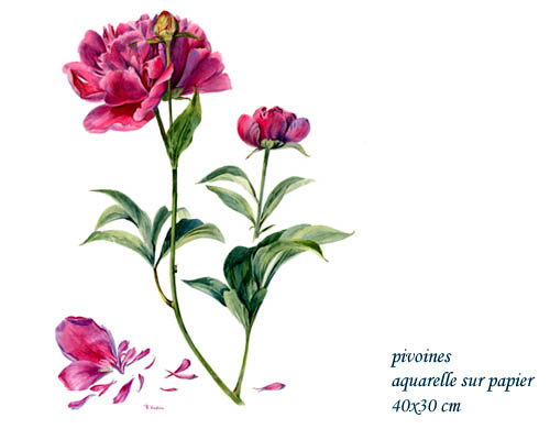 pivoine