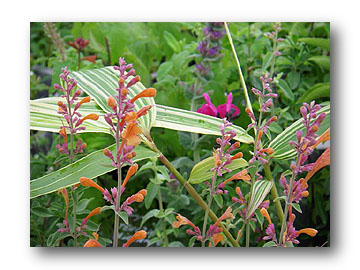 Agastache aurantiaca