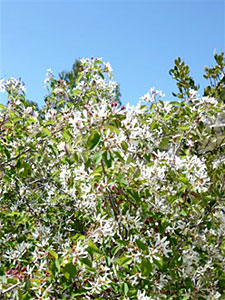 amelanchier ovalis