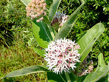 Asclepias speciosa